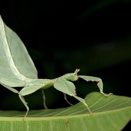 Walking Leaf