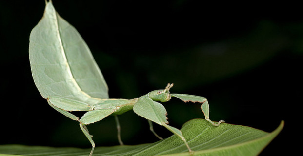 Walking Leaf