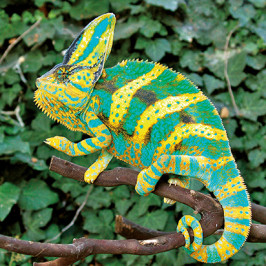 Yemen Chameleon